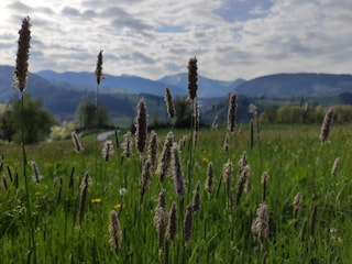 Weißach