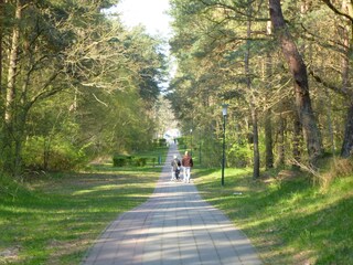 Waldweg zum Strand