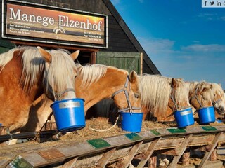 Riding stables within walking distance