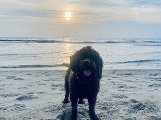 Glücklicher Hund am Strand