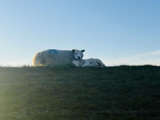 Schafe auf Texel
