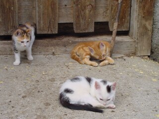 Ferienwohnung Eben im Pongau Umgebung 14