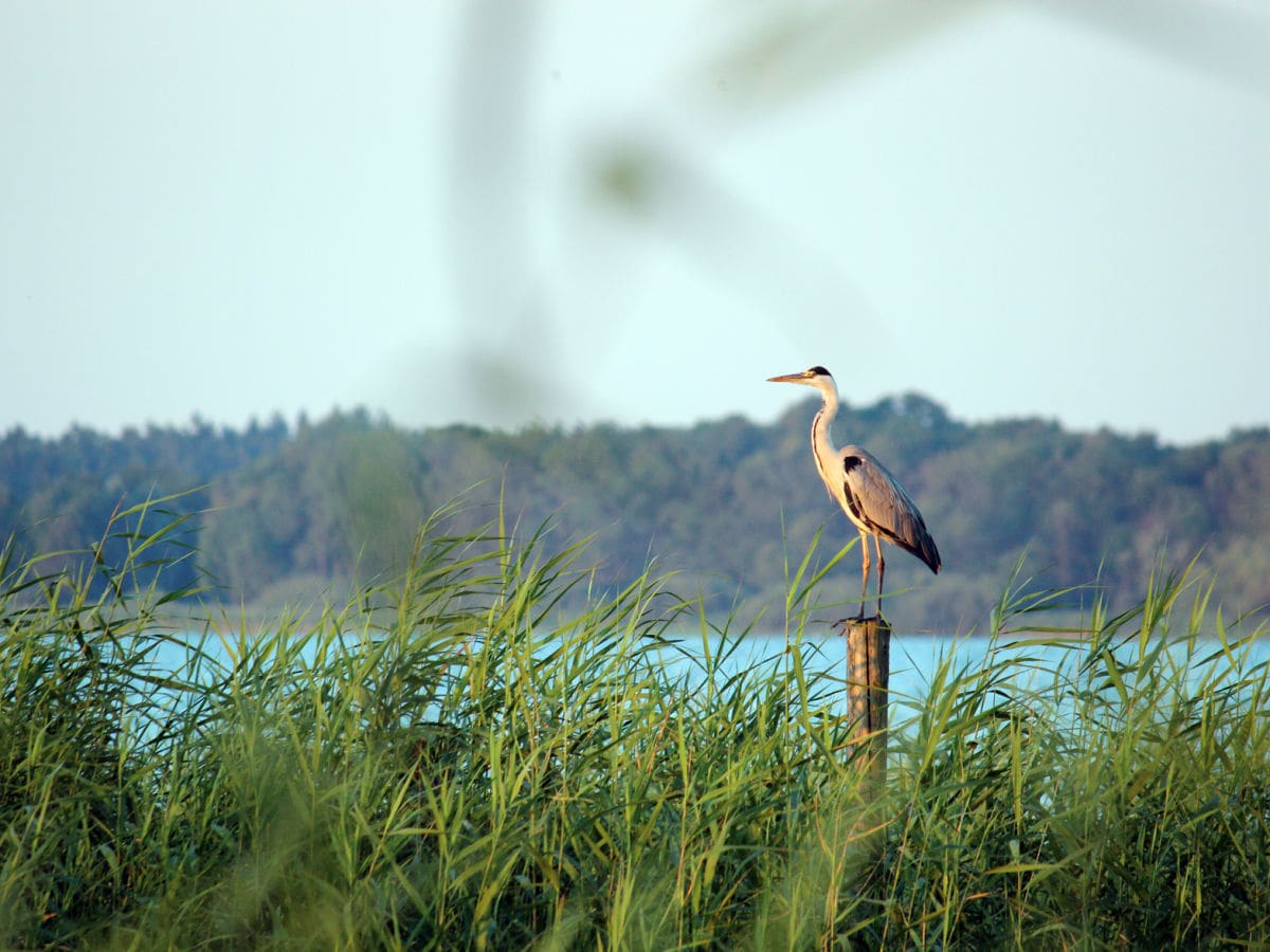 Beobachtungen am Plauer See