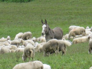 Apartment Rocca Pietore  42