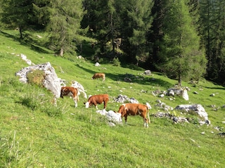 Apartment Rocca Pietore Außenaufnahme 9