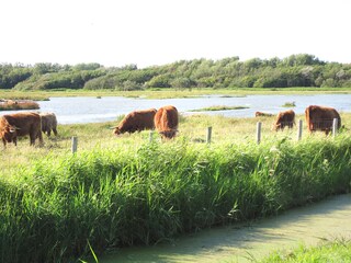Ferienhaus Julianadorp Umgebung 19