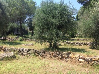 Herrlich natürlicher garten