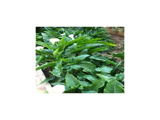 Apartamento Vodice Grabación al aire libre 7