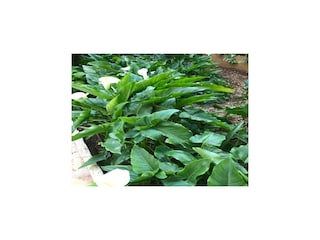 Apartment Vodice Outdoor Recording 8