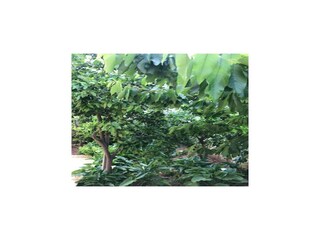 Apartment Vodice Outdoor Recording 12