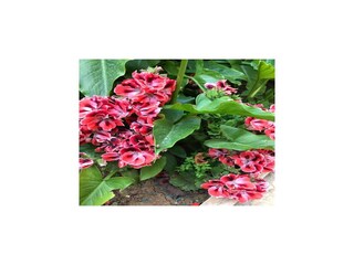 Apartment Vodice Außenaufnahme 14