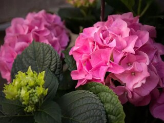 Appartement Dubrovnik Buitenaudio-opname 5