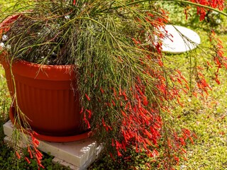 Apartamento Kupari Grabación al aire libre 2