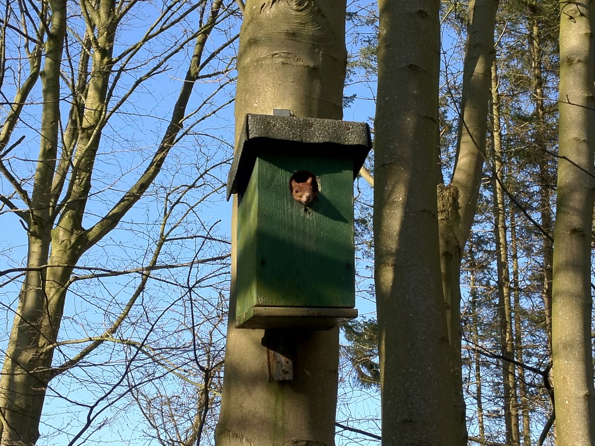 Idylle im Hüholzwald