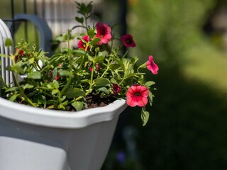 Ferienhaus Sestanovac Außenaufnahme 12