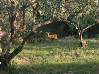 Ferienhaus Groznjan Außenaufnahme 3