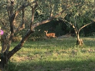 Holiday house Groznjan Outdoor Recording 28