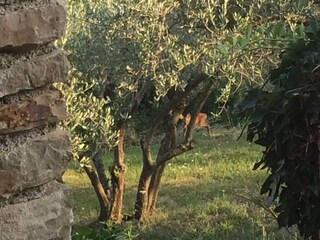 Maison de vacances Groznjan Enregistrement extérieur 23