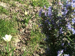 Ferienhaus Groznjan Außenaufnahme 27