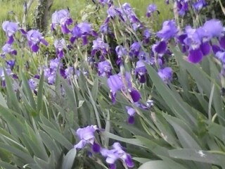 Casa de vacaciones Groznjan Grabación al aire libre 26