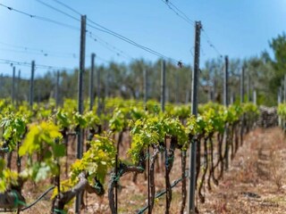 Villa Nerežišća Registrazione all'aperto 3