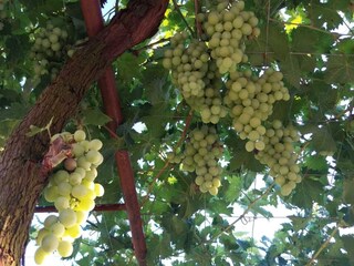 Vakantiehuis Raša  24