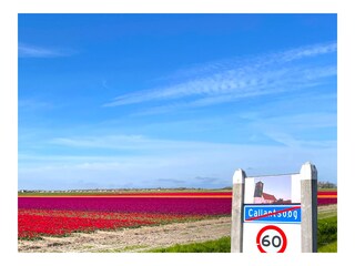 Tulpen