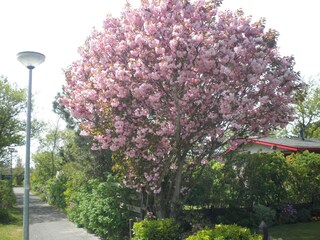 Casa per le vacanze Callantsoog Ambiente 24