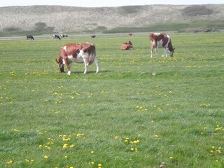 Casa per le vacanze Callantsoog Ambiente 25