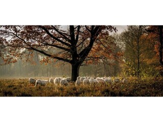 Vakantiehuis Uddel Omgeving 30