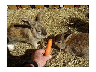 Casa per le vacanze Hiltpoltstein  17
