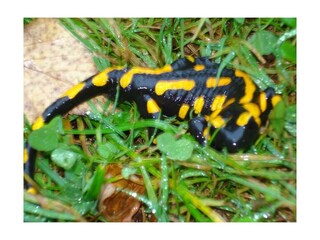 Casa per le vacanze Hiltpoltstein  36