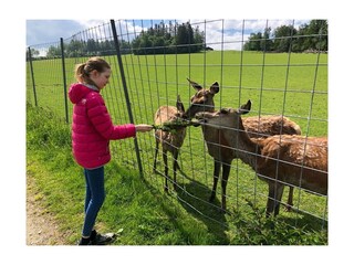 Maison de vacances Hinterschmiding  20