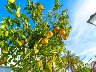 Villa Nerja Buitenaudio-opname 5