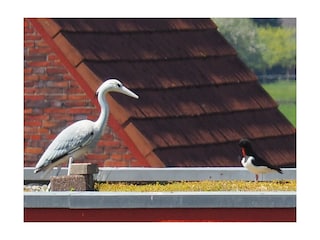 ..brütenden Austernfischer