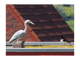 Holiday apartment Horumersiel Outdoor Recording 5