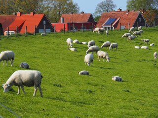 Holiday apartment Horumersiel Environment 26