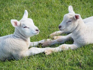 Holiday apartment Horumersiel Environment 27