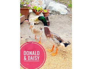 Donald & Daisy