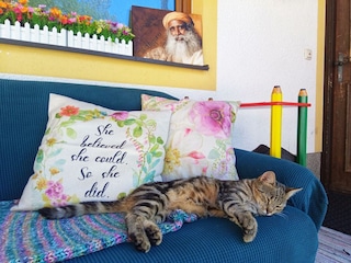 Katze "Spongebob" _ Haus Grubbach