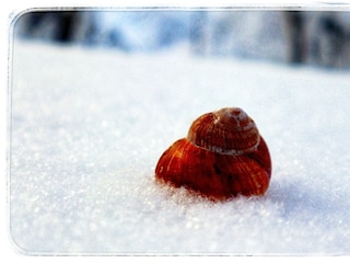 Schneckenhaus im Schnee _ Haus Grubbach