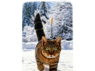 Katze "Frigg" im Schnee