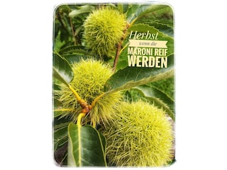 Maroni _ Haus Grubbach