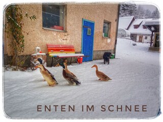 Enten im Schnee