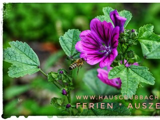 wilde Malve _ Haus Grubbach