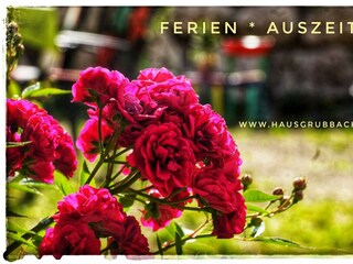 Jubiläumsrosen_Haus  Grubbach