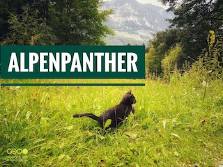 Alpenpanther