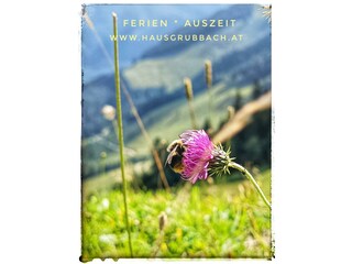 Hummel_Arlingsattel