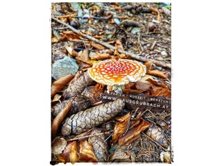 Fliegenpilz