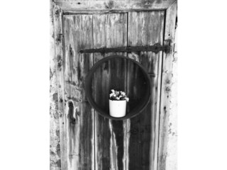 Stalltüre mit Blume  sw